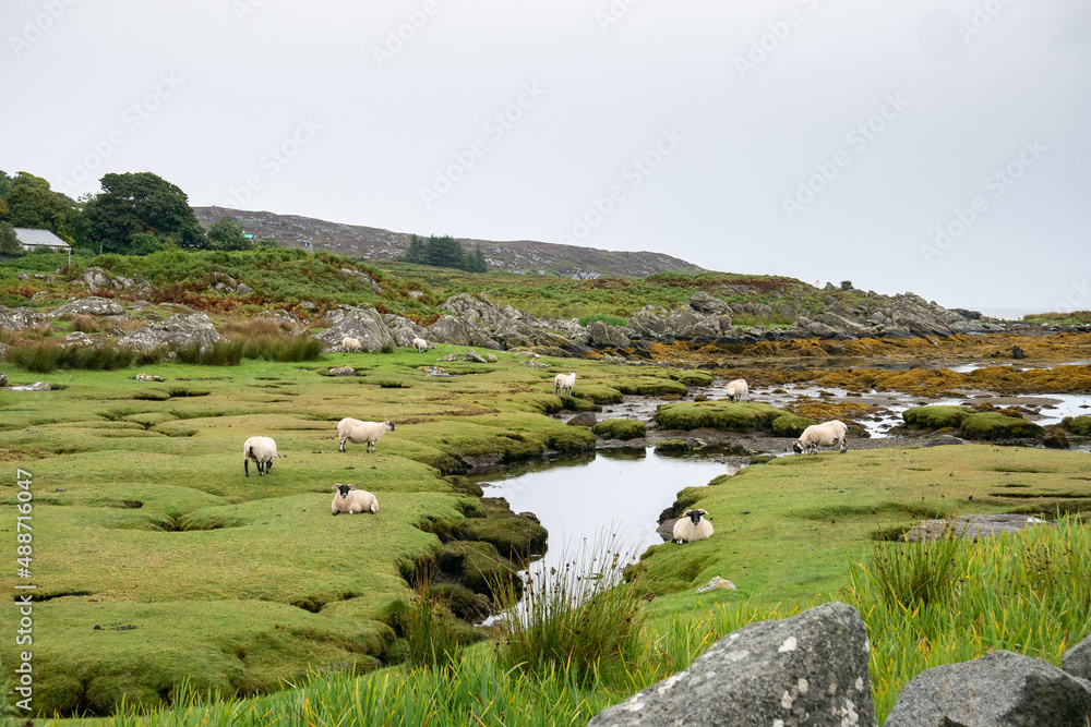 sheep with black heads grazing and resting on a lush green meadow and little ponds on the coast of the Isle of Colonsay, Inner Hebrides, Scotland