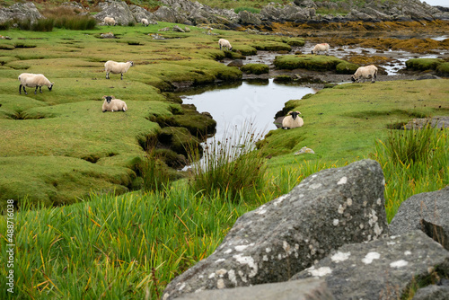 sheep with black heads grazing and resting on a lush green meadow and little ponds on the coast of the Isle of Colonsay, Inner Hebrides, Scotland