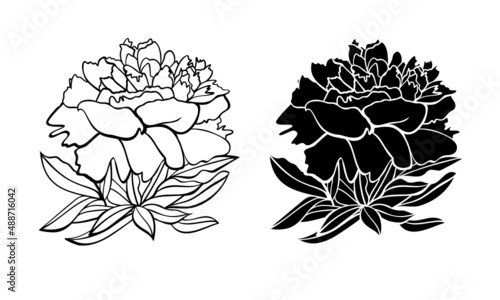hand drawn peony flowers