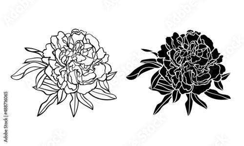 black and white peony flowers