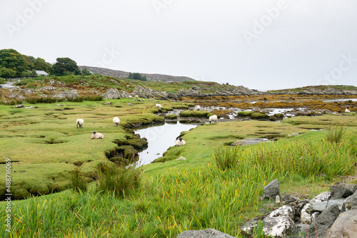 sheep with black heads grazing and resting on a lush green meadow and little ponds on the coast of the Isle of Colonsay, Inner Hebrides, Scotland