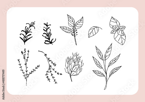 ボタニカルな手書きのイラスト　ハーブや野草のシルエット