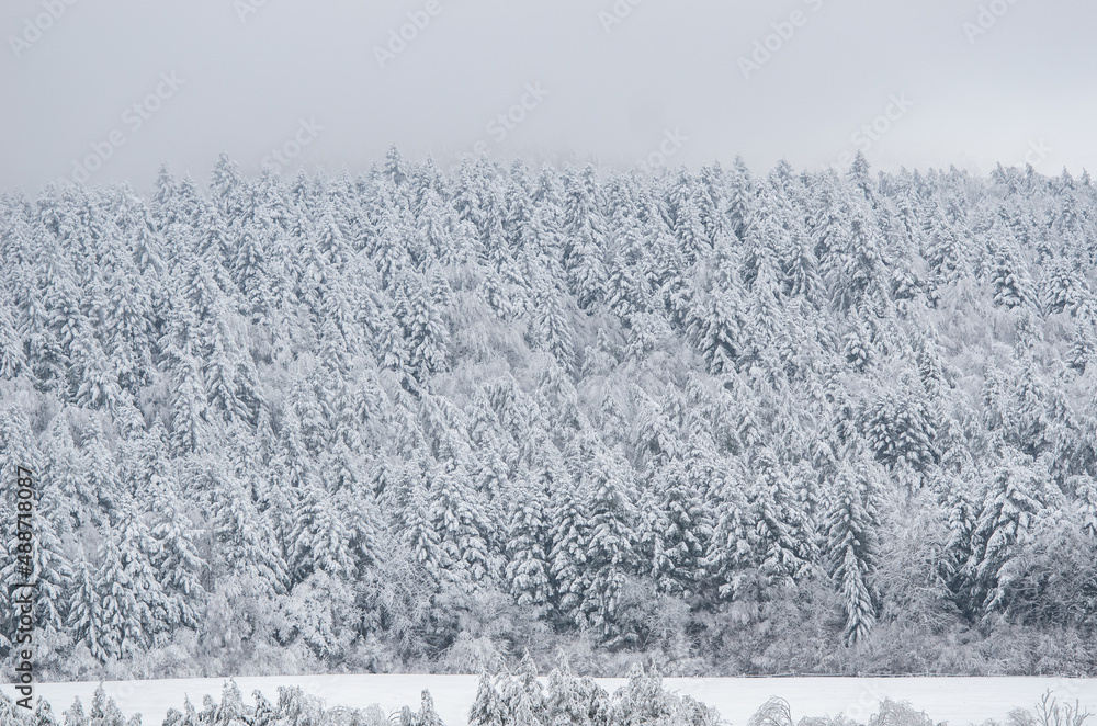 Naklejka premium snow covered trees