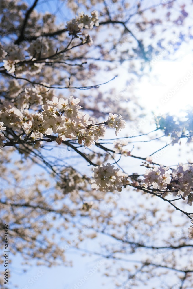 青空の下に咲く満開の桜