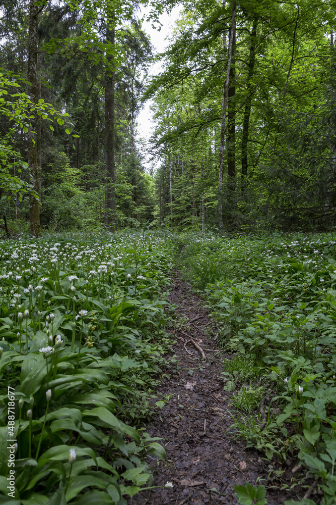 Bärlauchfeld im Wald