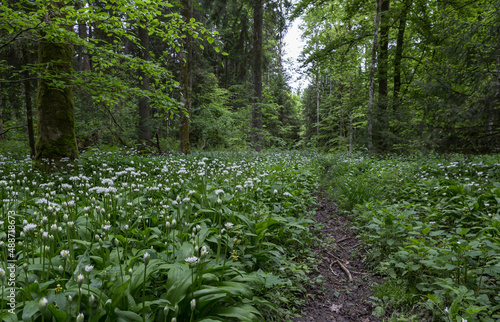 Fototapeta Naklejka Na Ścianę i Meble -  Bärlauchfeld im Wald