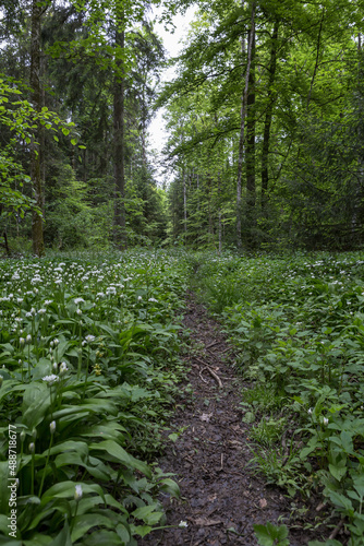 Obraz na płótnie Bärlauchfeld im Wald w salonie