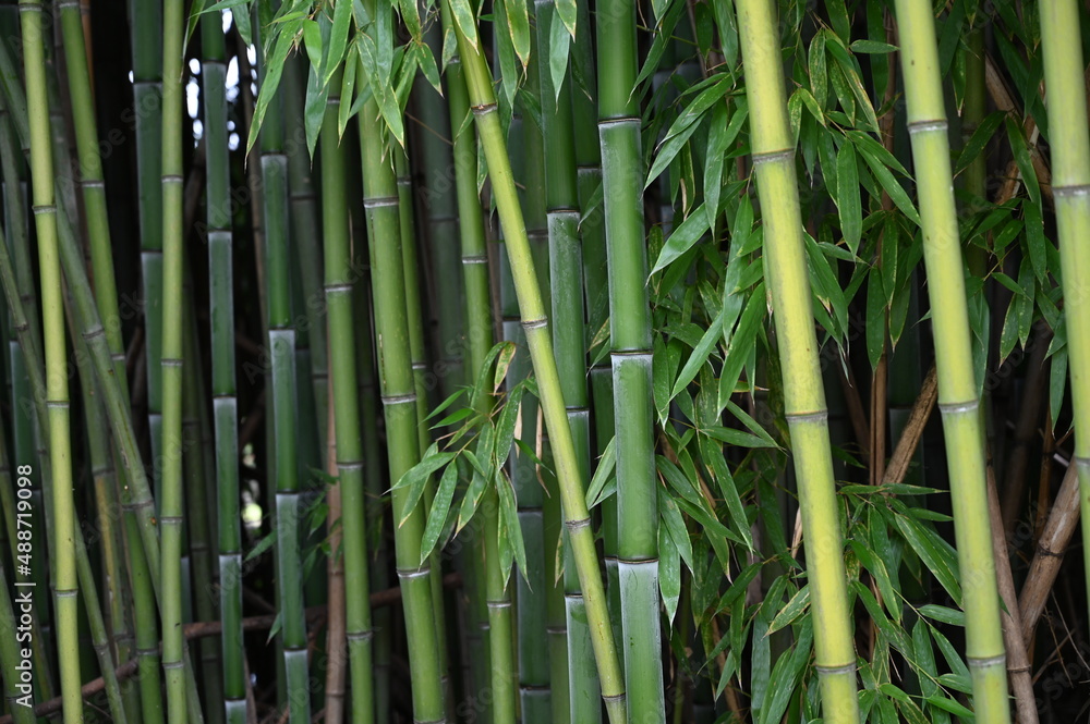 Fototapeta premium Bamboo plants as a background