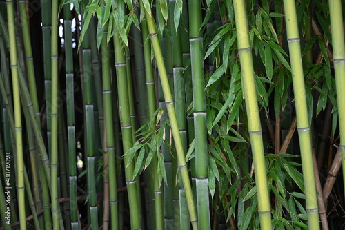 Bamboo plants as a background