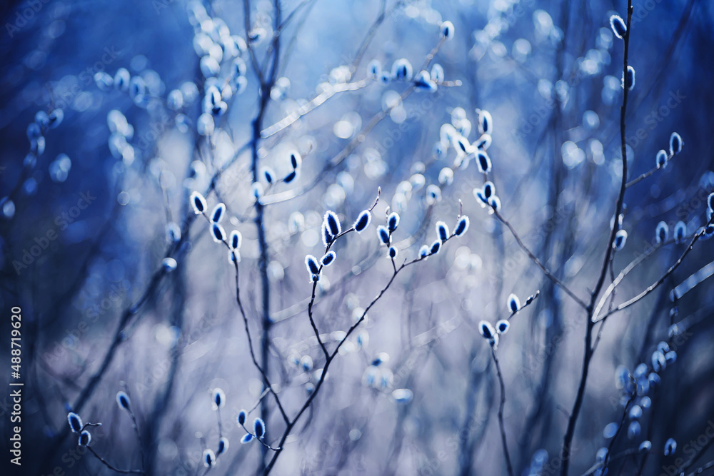 Fluffy willow flowers bloom on thin graceful branches in early spring on a sunny day. Palm Sunday. The end of winter.