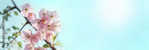 Tableau sur toile Beautiful cherry blossom sakura in spring time against blue sky banner