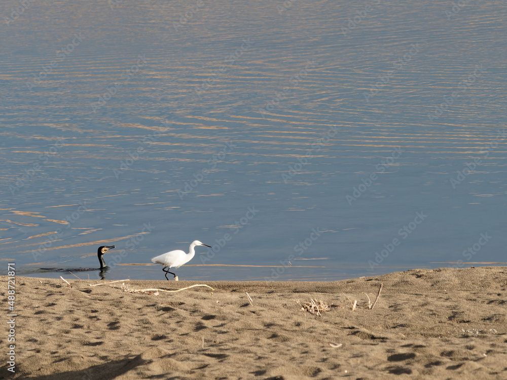 Image of little egret (Egretta garzetta) with a cormorant looking for food in ta river on nature background. Bird. Animals Image of little egret (Egretta garzetta) with a cormorant looking for food in ta river on nature background. Bird. Animals
