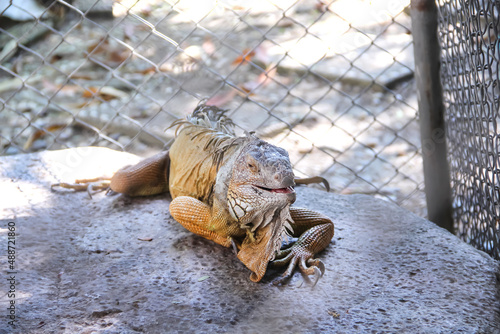 Single Iguana on floor in steel cage,  reptile pet background photo