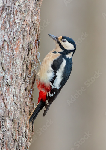 Great Spotted Woodpecker - female - in the wet forest in winter