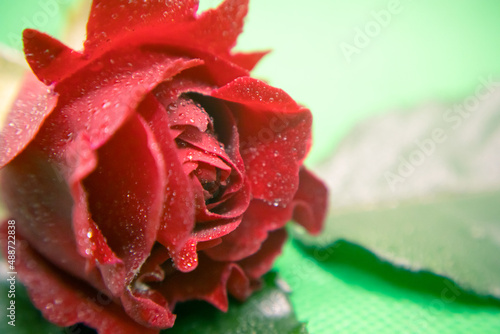 Close-up of red rose in a green background.