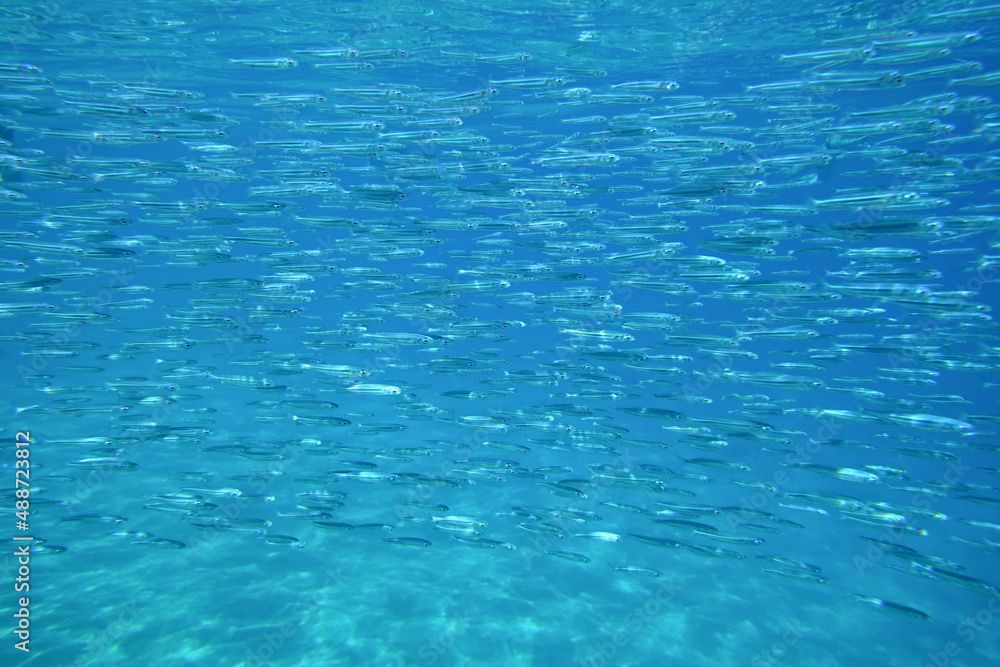 School of fish School of fish