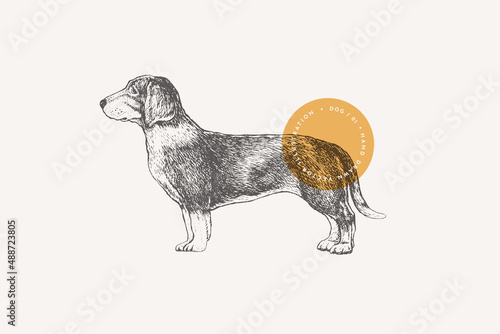 Hand drawing of a Drever breed dog on a light isolated background. A hunting dog in engraving style. Home pet. Vector retro illustration.