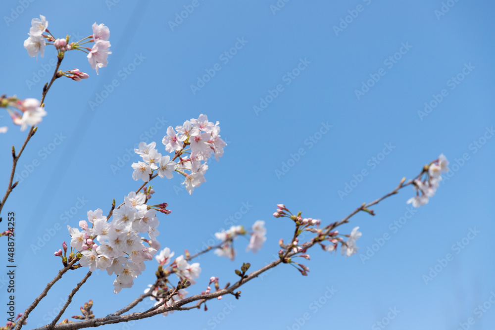 on a warm spring day, the cherry blossoms are blooming on a warm spring day, the cherry blossoms are blooming