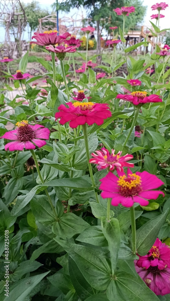 pink flowers in the garden pink flowers in the garden