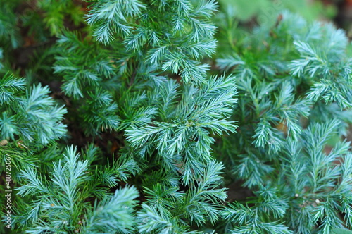 close up of pine branches