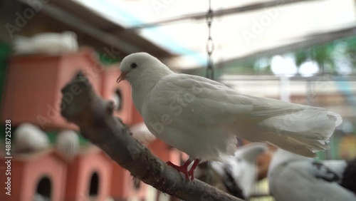 white dove pooping in the zoo on the background of gobovine houses slow motion