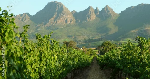 Whites grapes in the vineyard during sunrise.beautiful panoramic view of the vineyard against the backdrop of the mountains, South Africa, Cape Town. concept - wineproduction, winery, alcohol industry photo