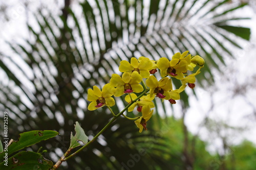 yellow orchid flowers on a tree