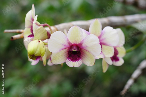pink and white orchid flower