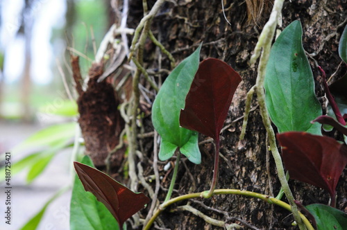 red and green leaves on a tree