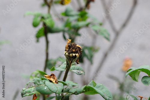 dried rose