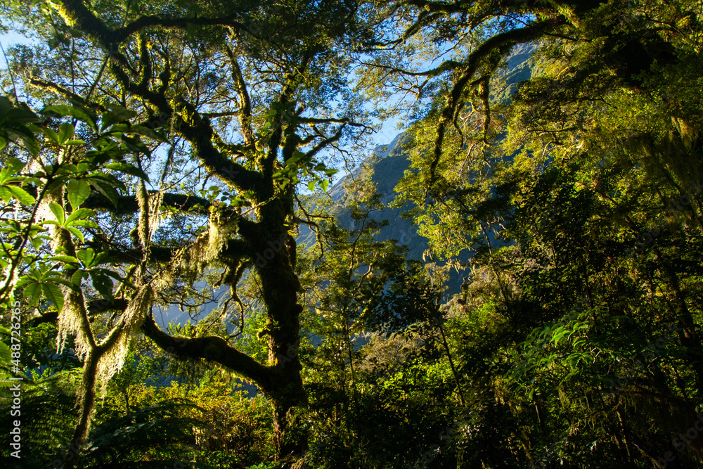 Fototapeta premium Milford Track Great walk fiordland native forest of moss covered woods and beech trees