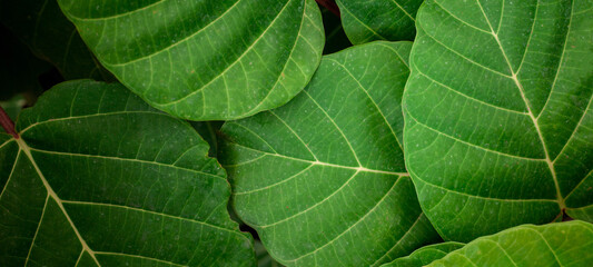 closeup nature view of green leaves background, dark nature concept