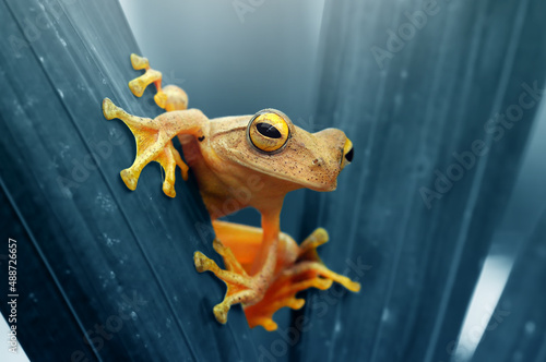 Close-up of a yellow frog on a heliconia plant, Indonesia photo