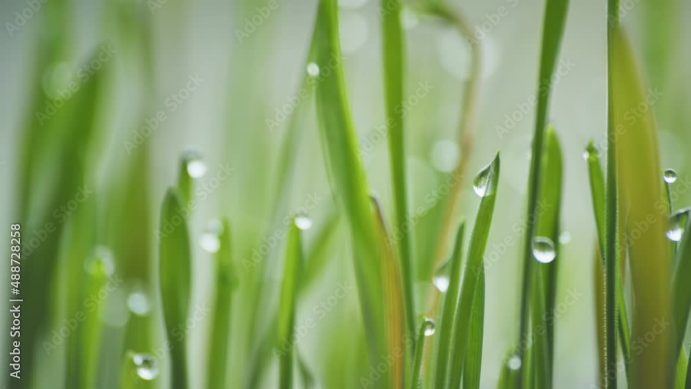 Young sprouts grass with dew. Video using a slider. Young sprouts grass with dew. Video using a slider.