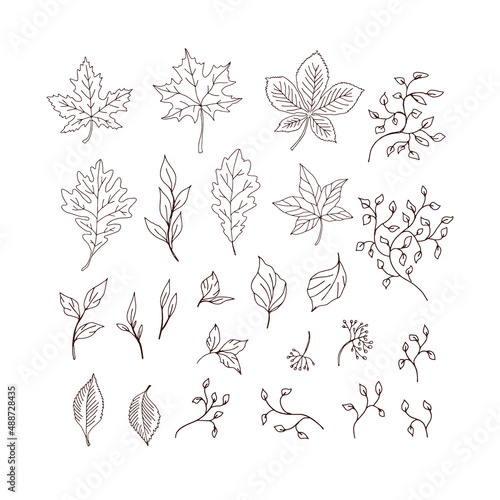 Autumn fallen leaves ivy plant twigs colouring page vector illustration set isolated on white. Boho detailed forest leaf litter print collection. photo