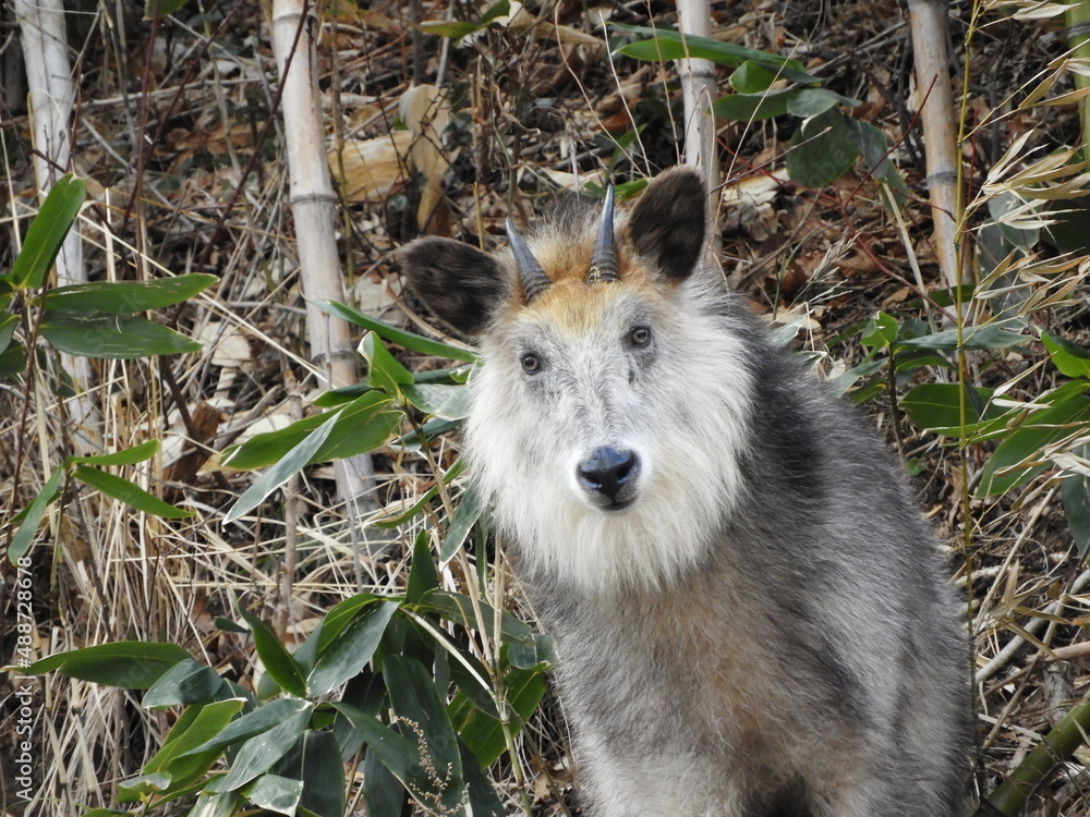 Fototapeta premium ニホンカモシカ