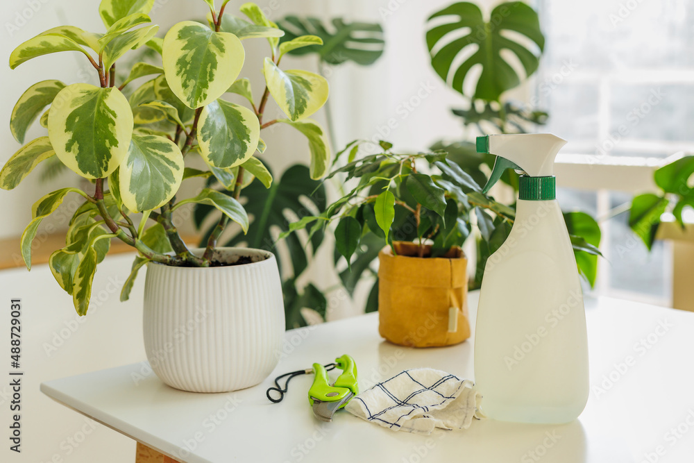 Tools for watering and cleaning plants on the background of indoor home garden. Spraying bottle, rag and secateurs. Concept of home gardening and houseplants care at springtime