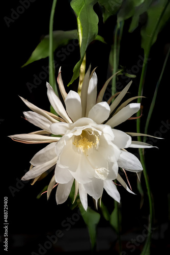 Big white blossom queen of the night (Epiphyllum oxypetalum) Cactus plant, Front view, night blooming, with charming, bewitchingly fragrant large white flowers, that wither at dawn photo