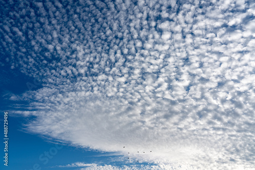 Cloud pattern of repeating white fluffy clouds in blue sky  cumulus cloudscape