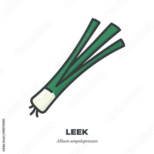 Leek vegetable vegetable icon, outline with color fill style vector illustration
