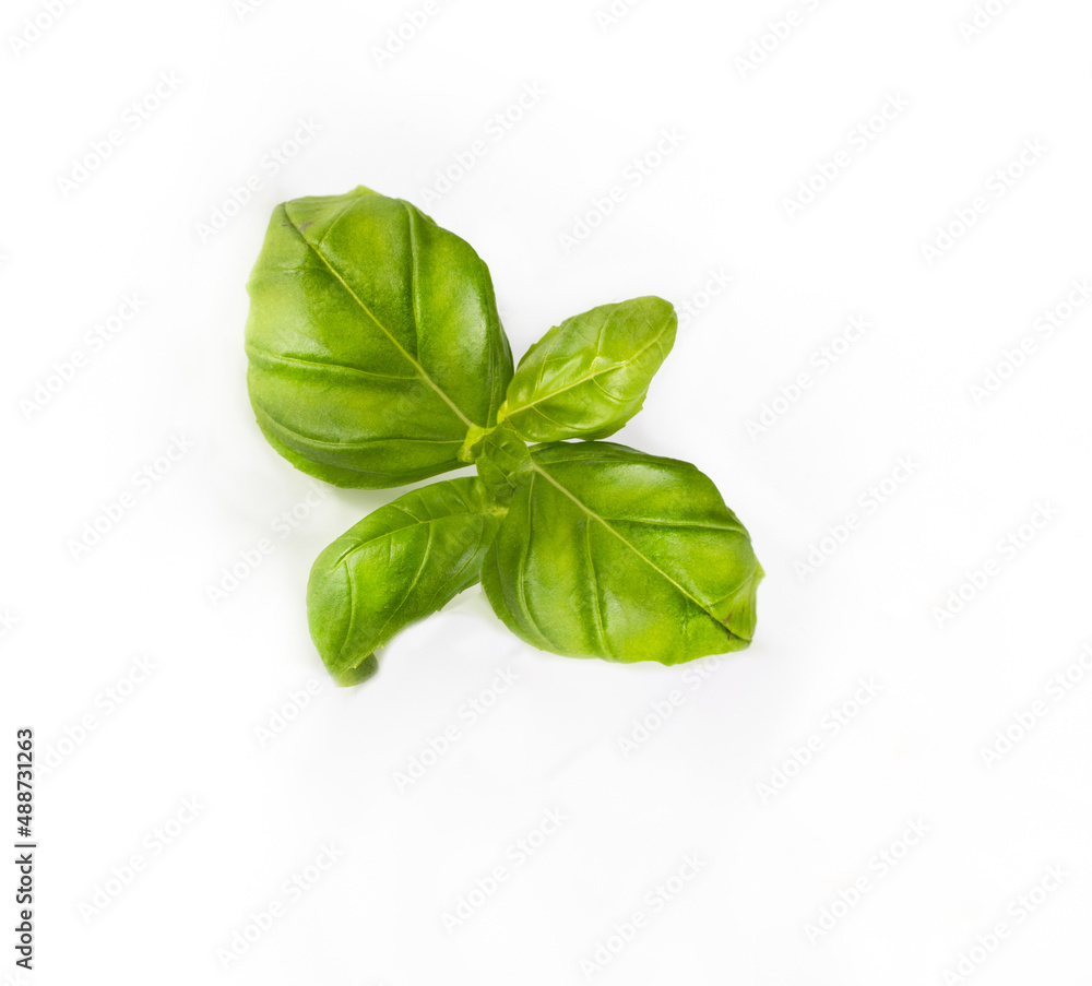 Green basil leaves, isolated, close up. Sprig of fresh herbs on a white background. Graphic design element. Green basil leaves, isolated, close up. Sprig of fresh herbs on a white background. Graphic design element.
