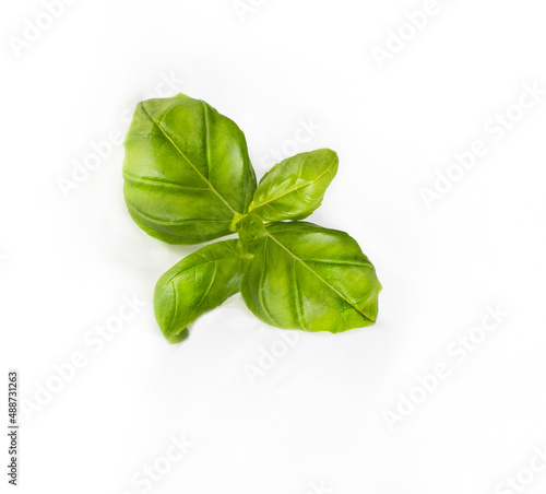 Green basil leaves, isolated, close up. Sprig of fresh herbs on a white background. Graphic design element.