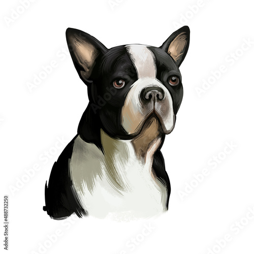 Boston Terrier dog breed isolated on white background digital art illustration. Boston Terrier is a compactly built, well-proportioned dog, black and white dog portrait, domestic puppy pet. photo