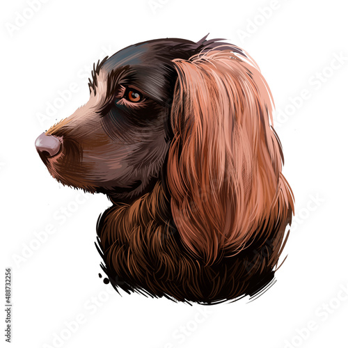 Boykin Spaniel dog breed isolated on white background digital art illustration. Medium-sized breed of dog, a Spaniel bred for hunting, English Cocker Spaniel head profile portrait with text. photo