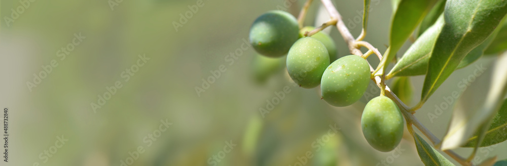 closeup on fresh olive growing in a branch of the tree in panoramic view closeup on fresh olive growing in a branch of the tree in panoramic view