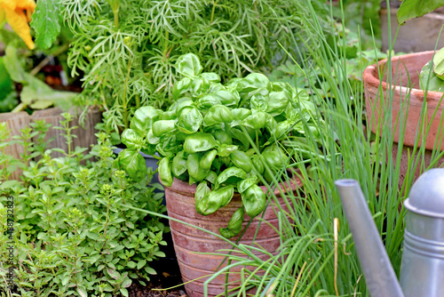aromatic plant and basil in potted  in a vegetable garden