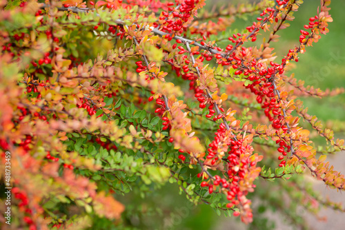 Red ripe barberry on an autumn branch photo