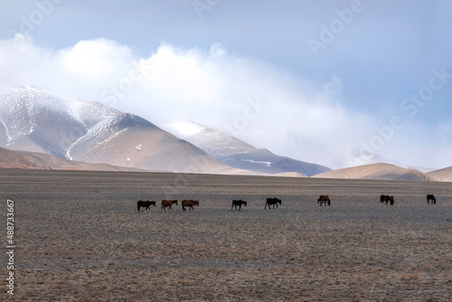 horses steppe mountains herd graze spring