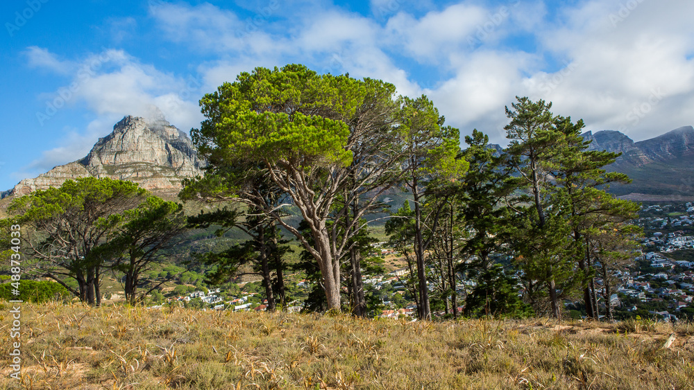 Beautiful Trees with Table Mountain and 12 Apostles in the background, Cape Town, South Africa