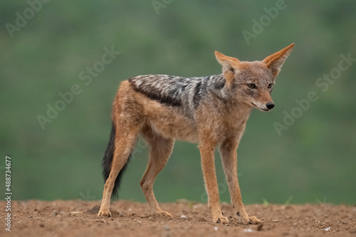 Curious black-backed jackal (Canis mesomelas) at Scavengers` hide, Zimanga Private Game Reserve, Kwazulu Natal